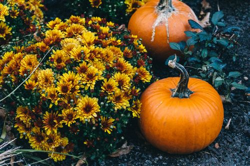 Free Vibrant orange pumpkins and blooming chrysanthemums create a classic autumn garden scene. Stock Photo