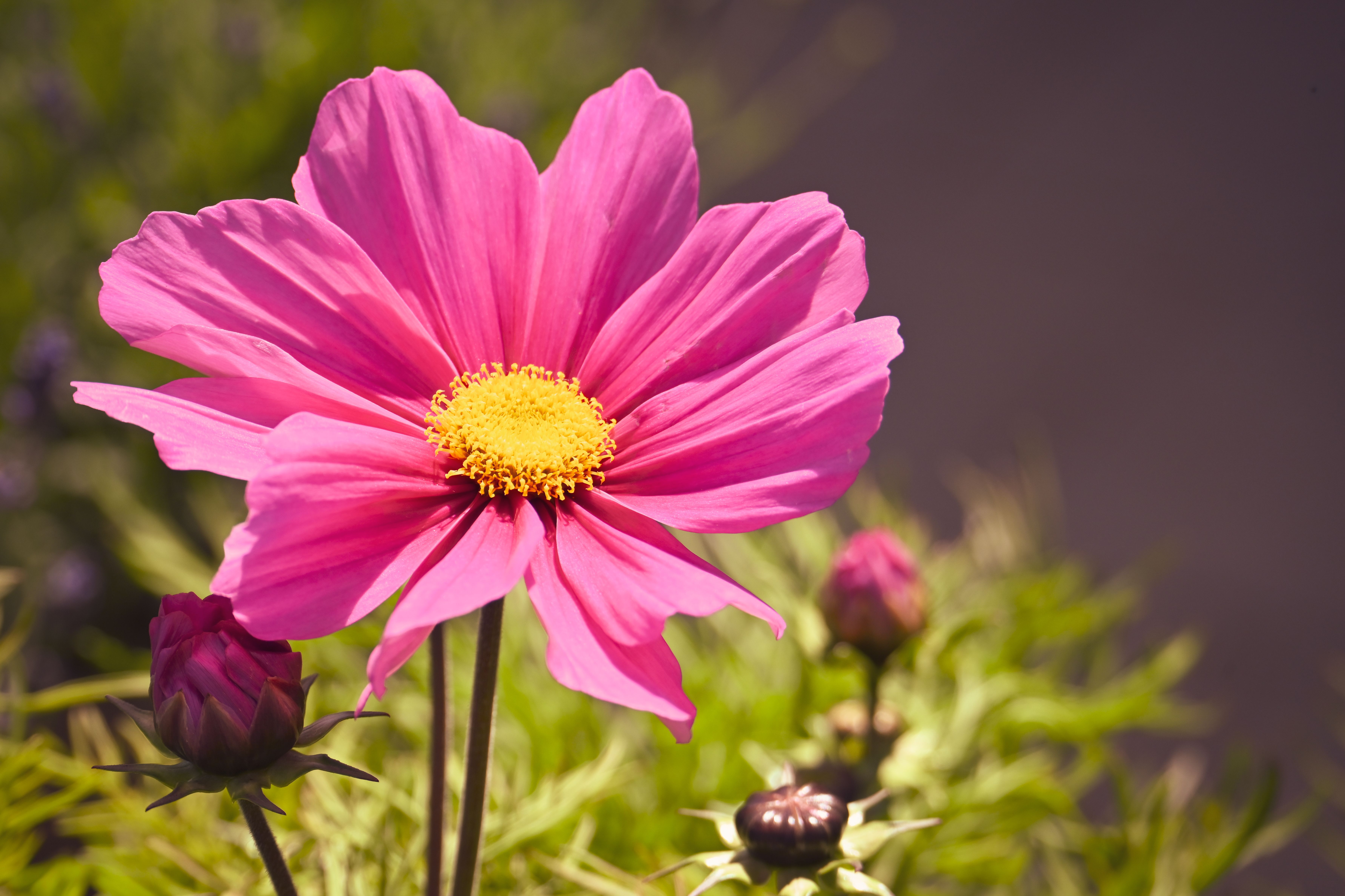 Close-up of a vibrant pink cosmos flower with a yellow center, showcasing its delicate petals in sunlight.