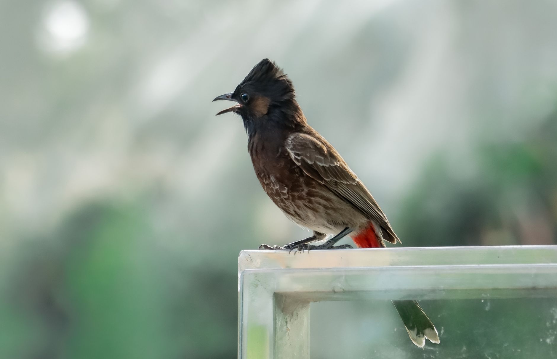 Red-vented bulbul perched near reflective glass outdoors