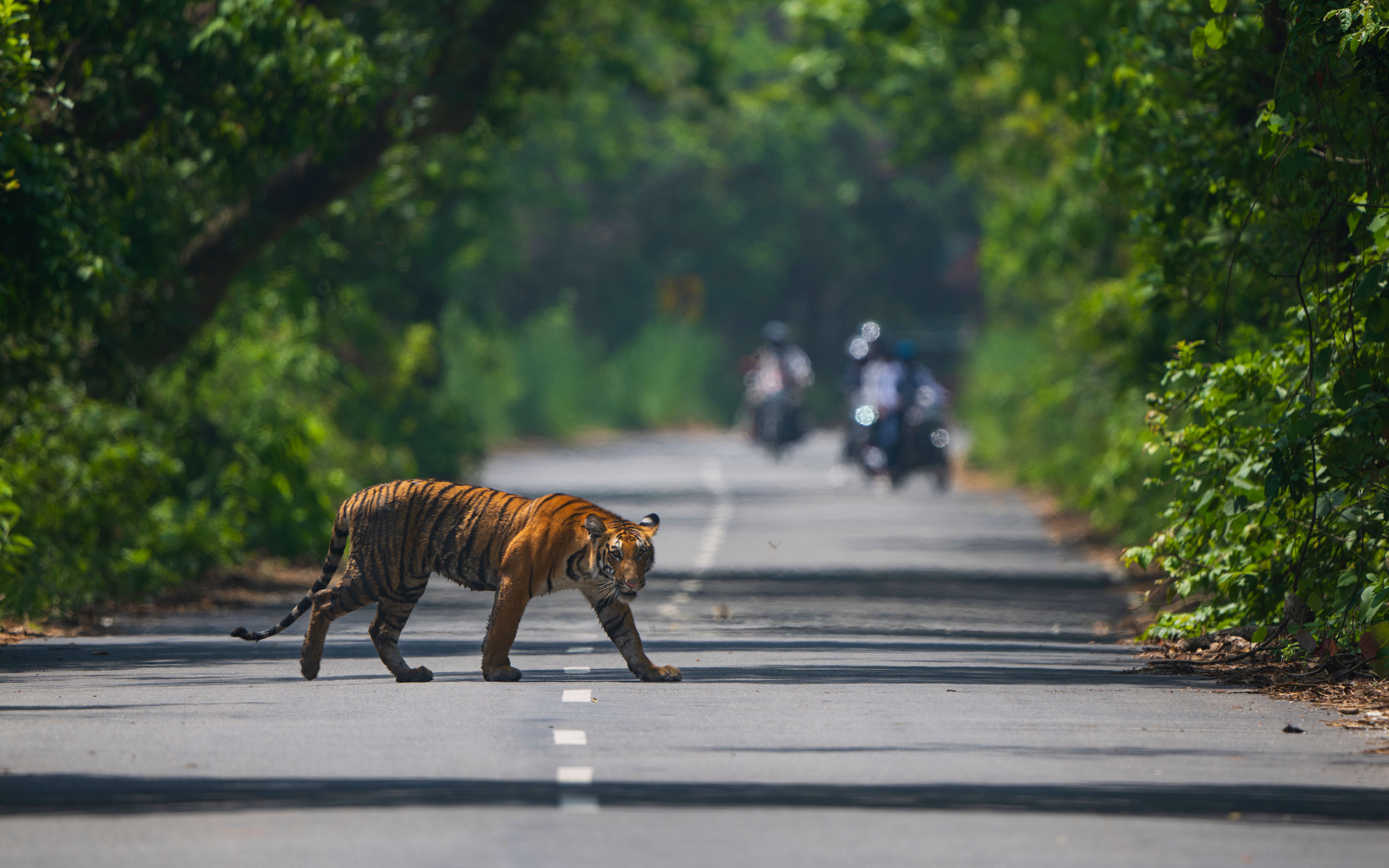 wild tiger encounter