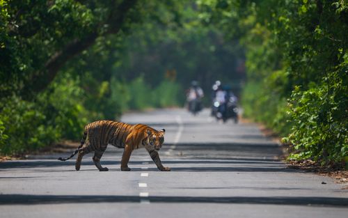 Free A majestic tiger crosses a road in Mustafabad, India, surrounded by dense greenery. Stock Photo