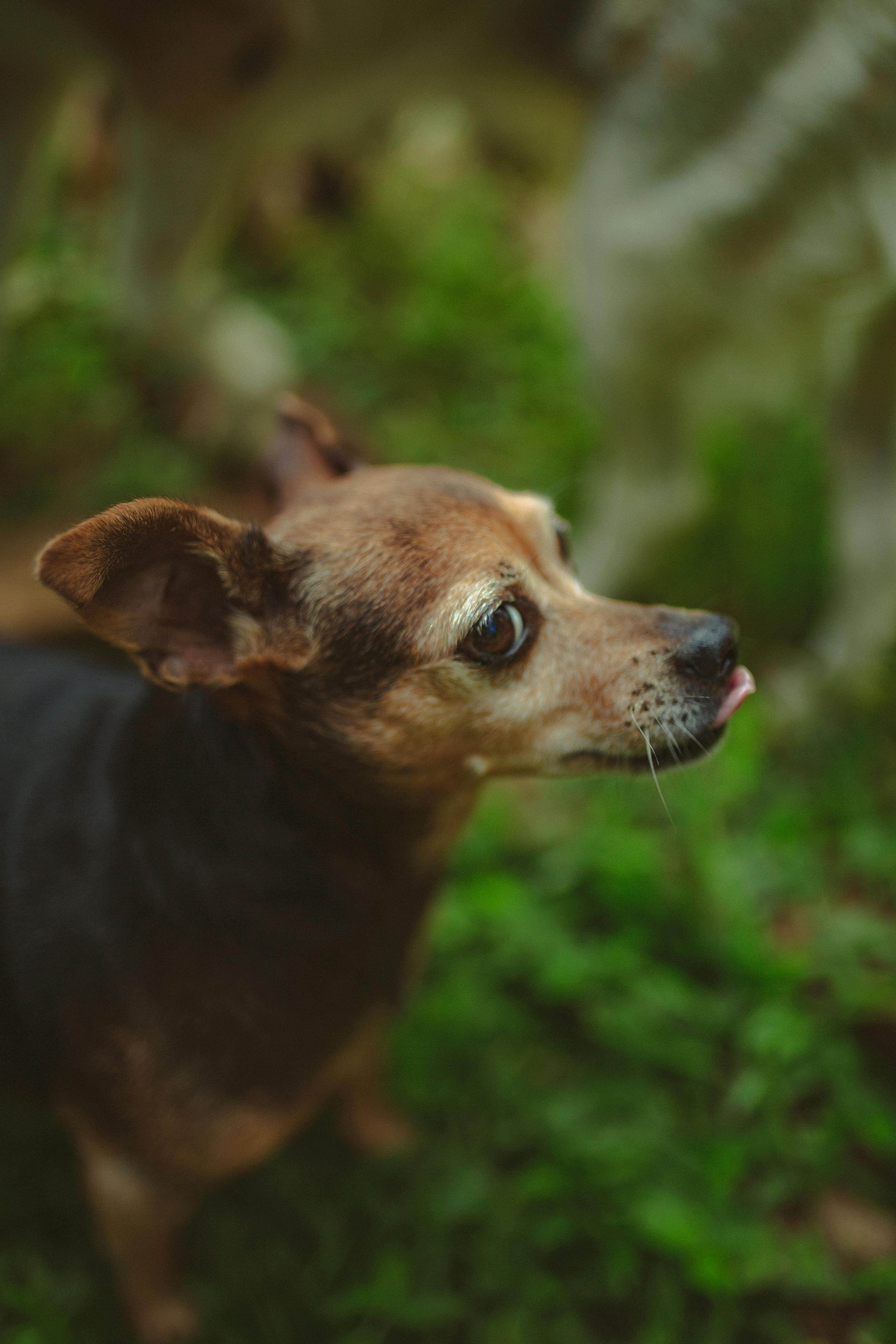 Small purebred dog in green nature · Free Stock Photo