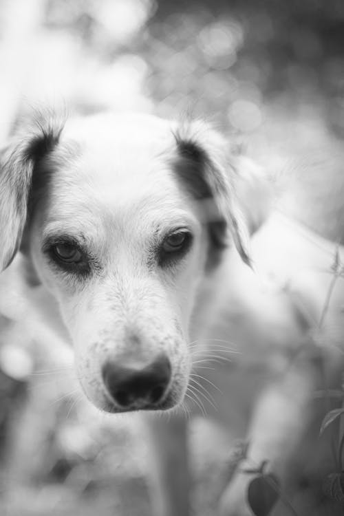 Witte Ernstige Hond Camera Kijken