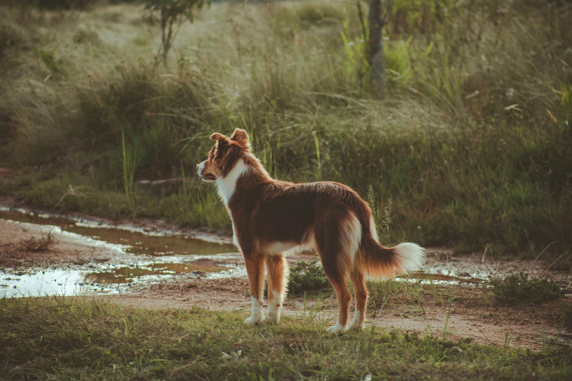 Purebred calm dog on meadow in woods