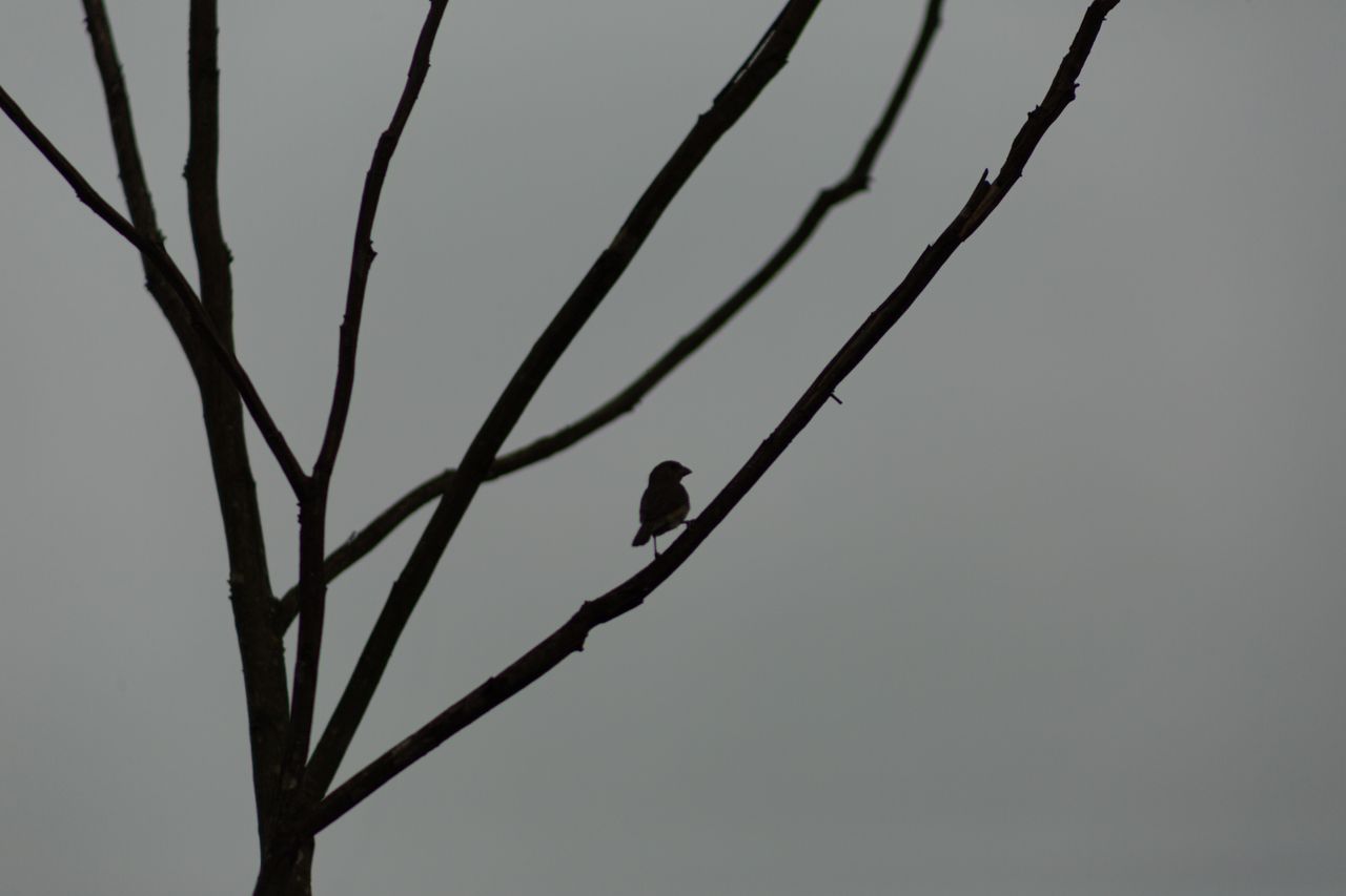 black minimalist silhouette of single bird on bare branch of dead tree