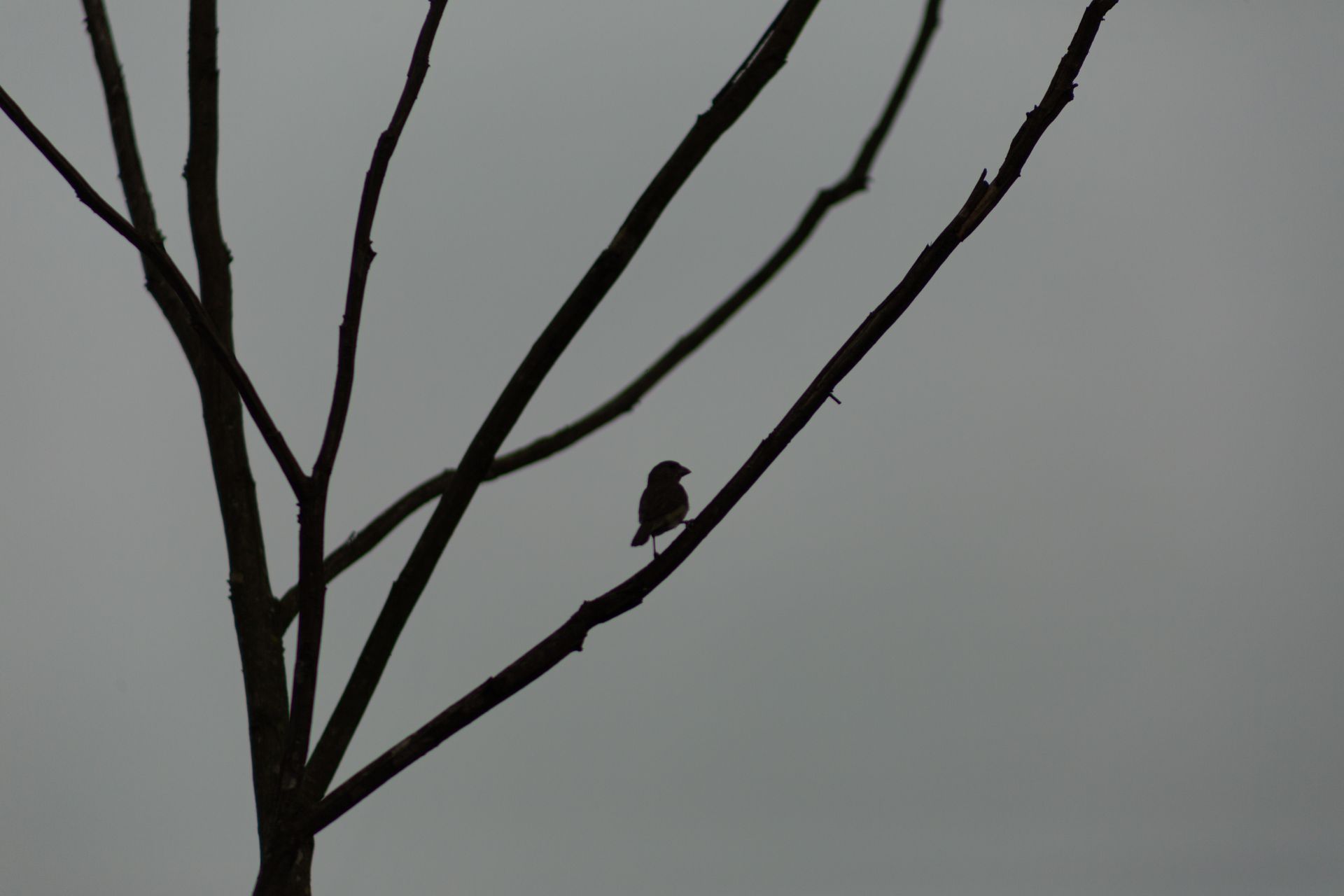 Black minimalist silhouette of single bird on bare branch of dead tree on gray background