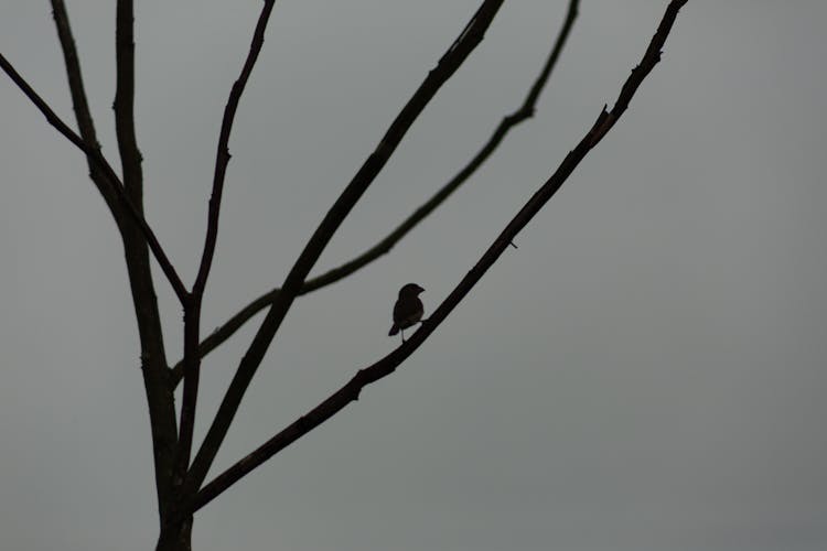 Silhouette Of Bird On Branch