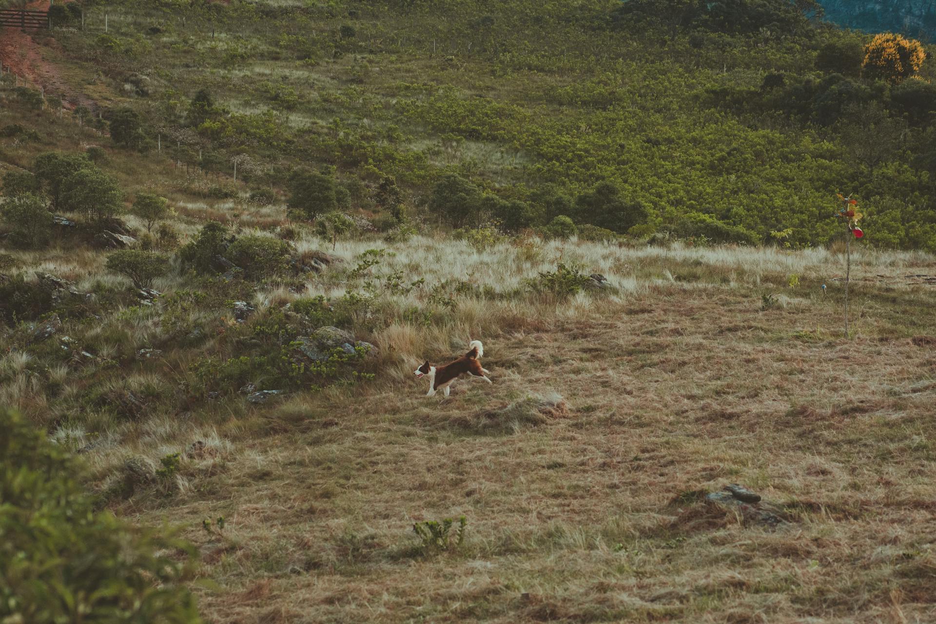 Active dog running on remote terrain