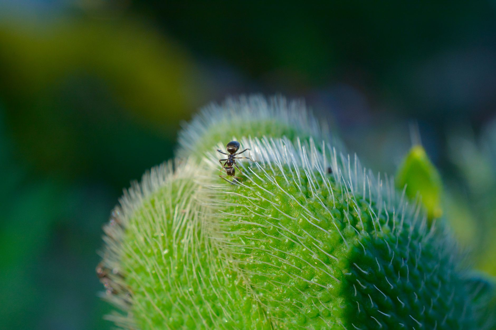 A detailed macro image of an ant exploring a spiky green bud, capturing nature's intricate textures.