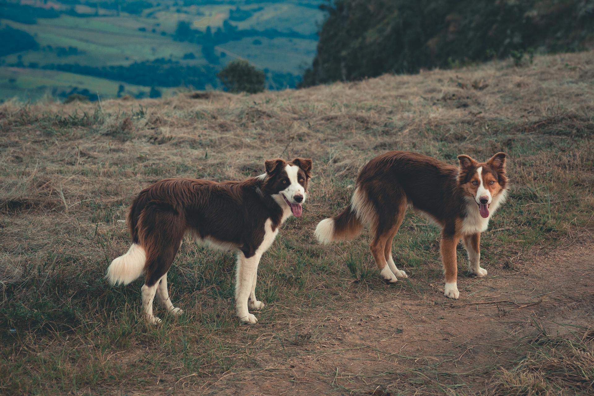 Border Collie dogs with tongues out looking curiously at camera on green hill of rural land