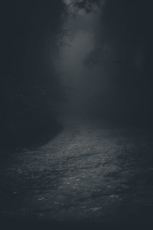 Mysterious spooky lane in dark forest