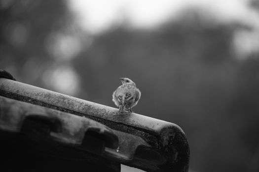 Soft focus of small bird single bird sitting on edge of roof with blurred background