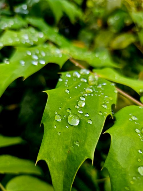 Free Macro shot of water droplets on vibrant green leaves showcasing natural beauty. Stock Photo