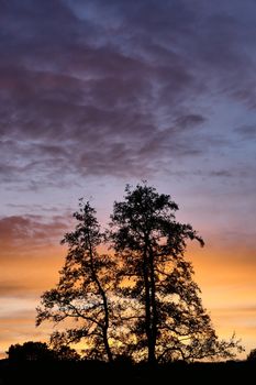 A stunning silhouette of trees against a vibrant sunset with colorful skies.. stunning, silhouette, trees