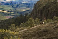 边境牧羊犬站在山坡上，身后是令人惊叹的乡村景观