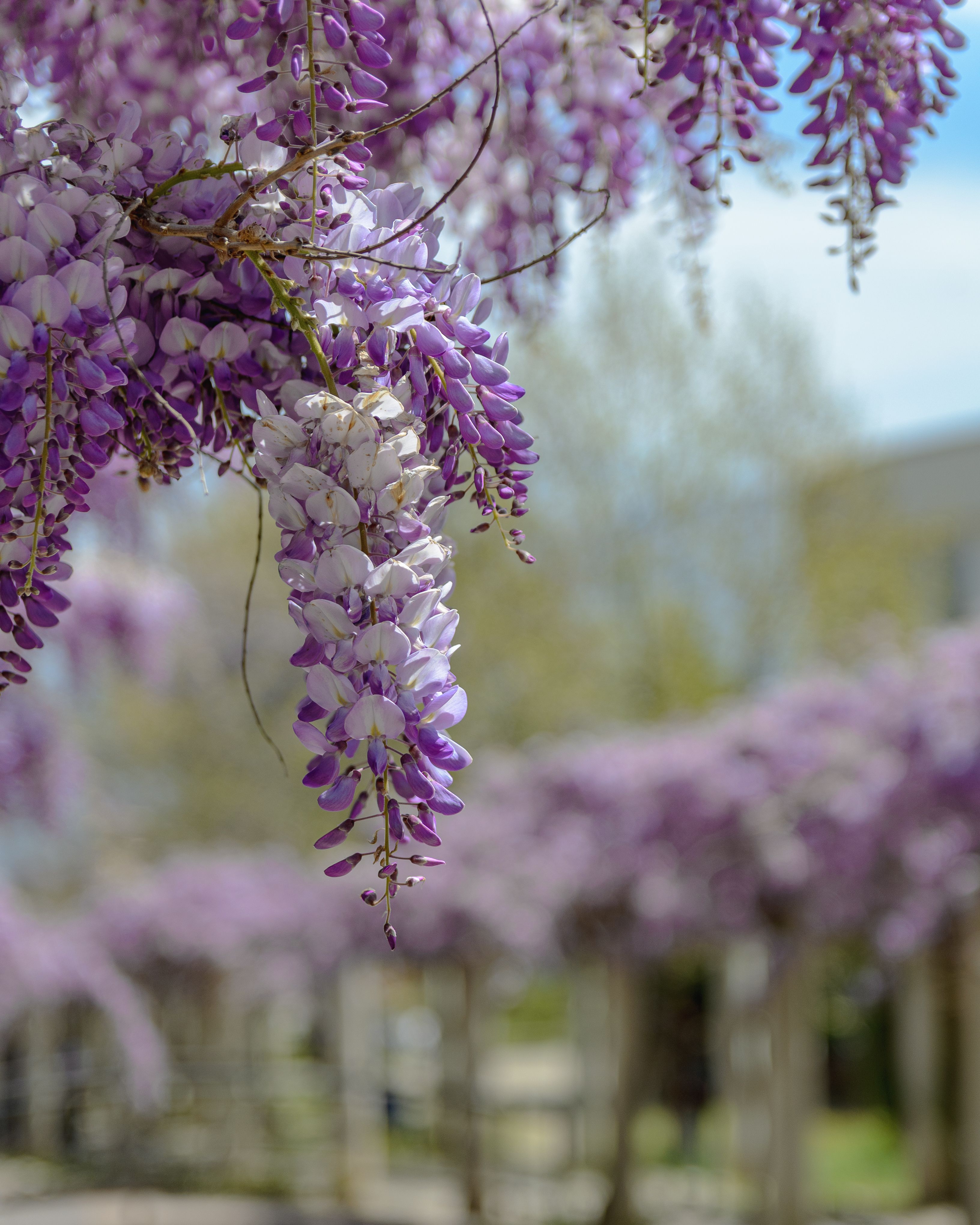 isteria Photos, Download The BEST Free isteria Stock Photos & HD Images