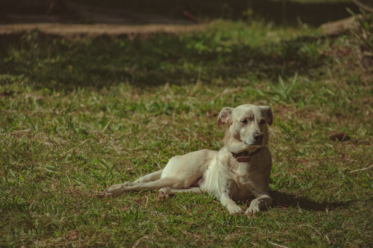 Dog relaxing on a sunlit grassy backyard lawn