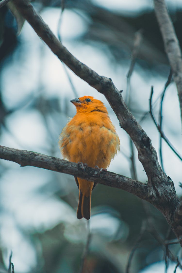 Orange Bird Perched On Tree Branch