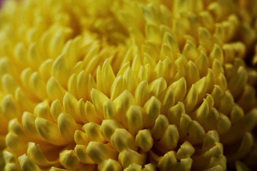 Free Macro shot capturing the intricate petals of a vibrant yellow chrysanthemum flower. Stock Photo