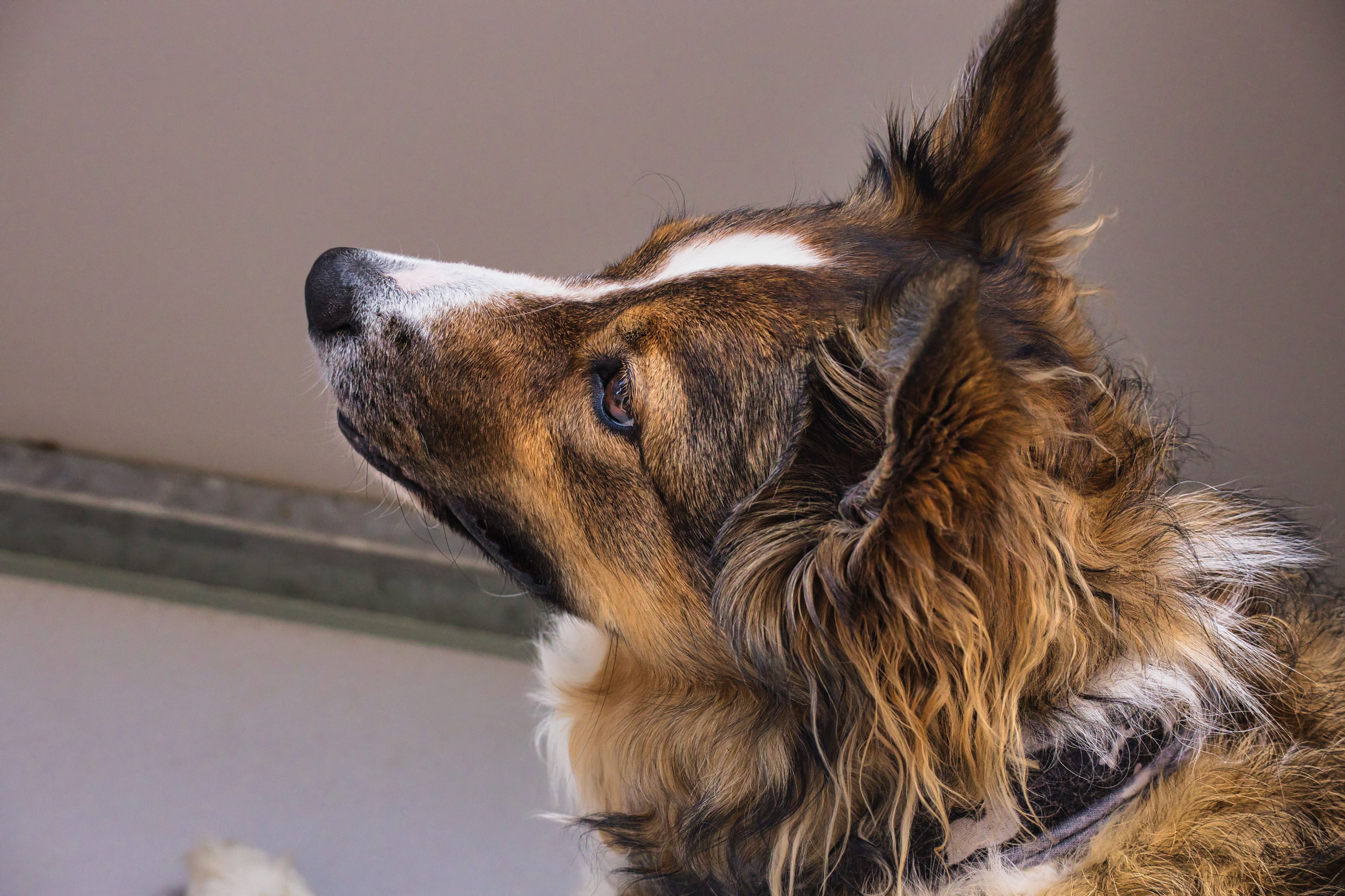 Foto: Patrick / Pexels