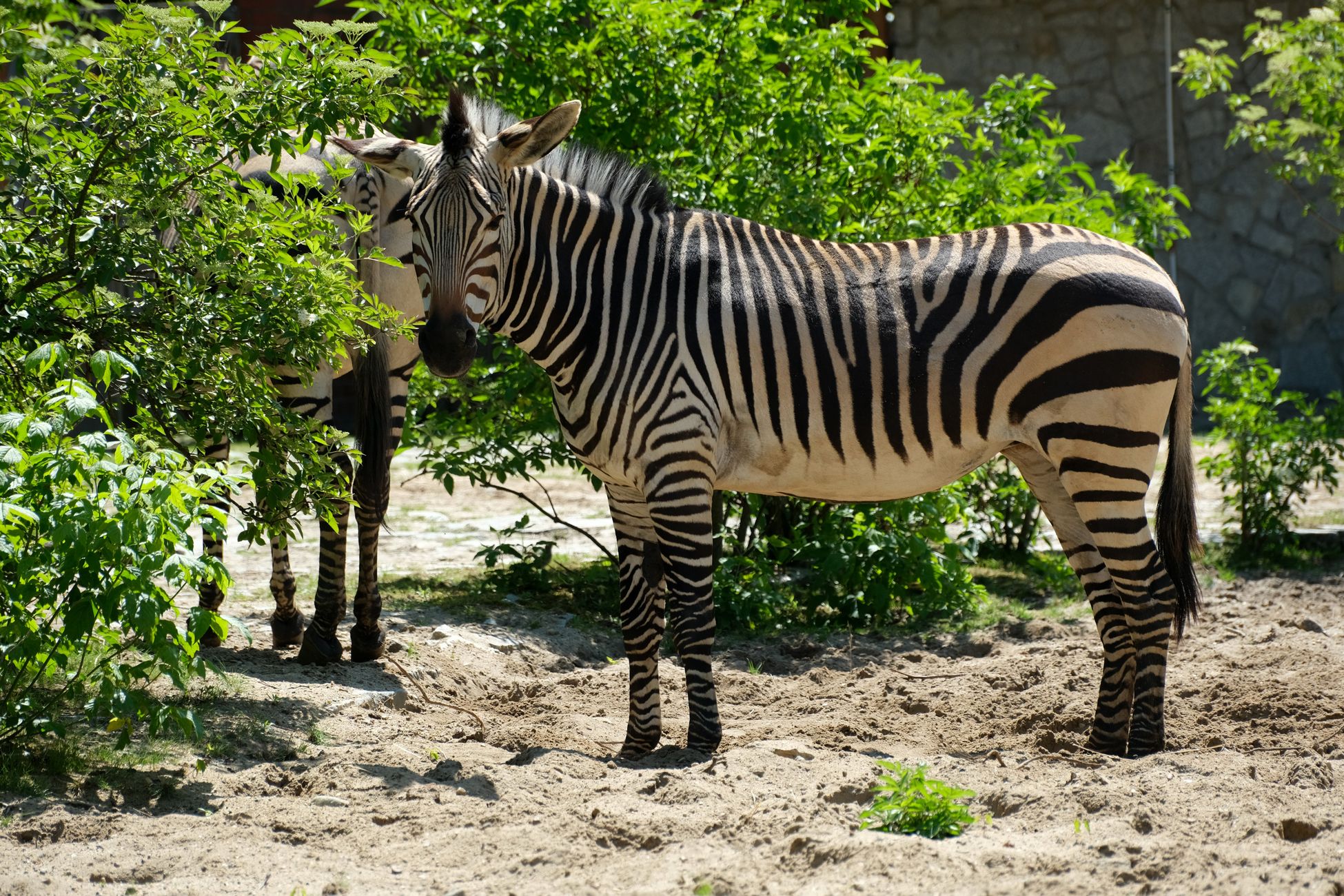 Hongarije onderzoekt dood zebra's op landgoed premier Orbán