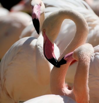 flamingo photo