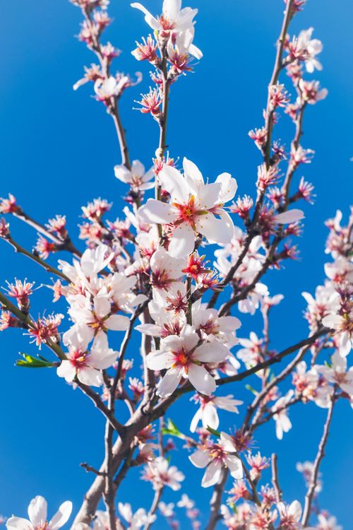 Free Vibrant cherry blossoms in full bloom against a clear blue sky, symbolizing spring beauty. Stock Photo