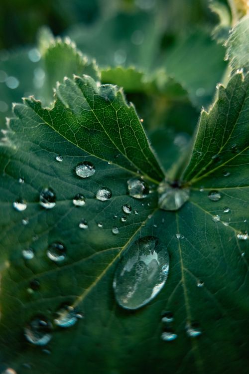 Free Close-up macro photography showcasing dew on a leaf with a bokeh background. Stock Photo