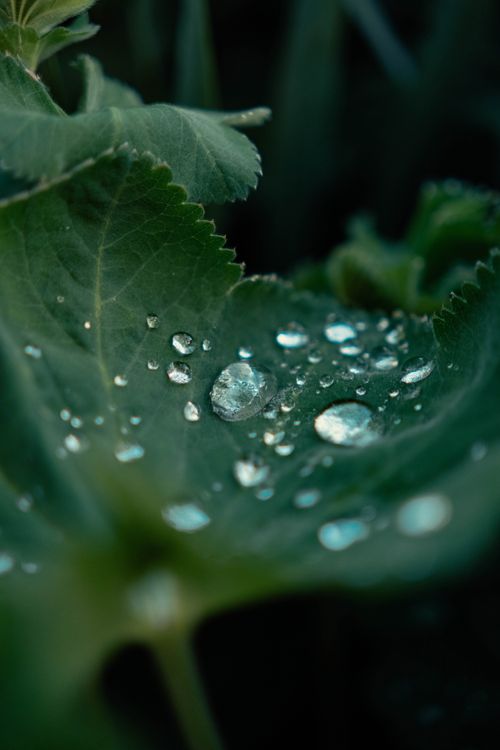 Free Macro shot of dew drops glistening on a green leaf with a dark, moody background. Stock Photo