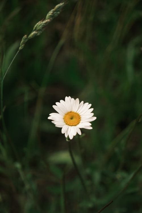 Free A single white daisy with yellow center in a soft focus meadow, capturing nature's serene beauty. Stock Photo