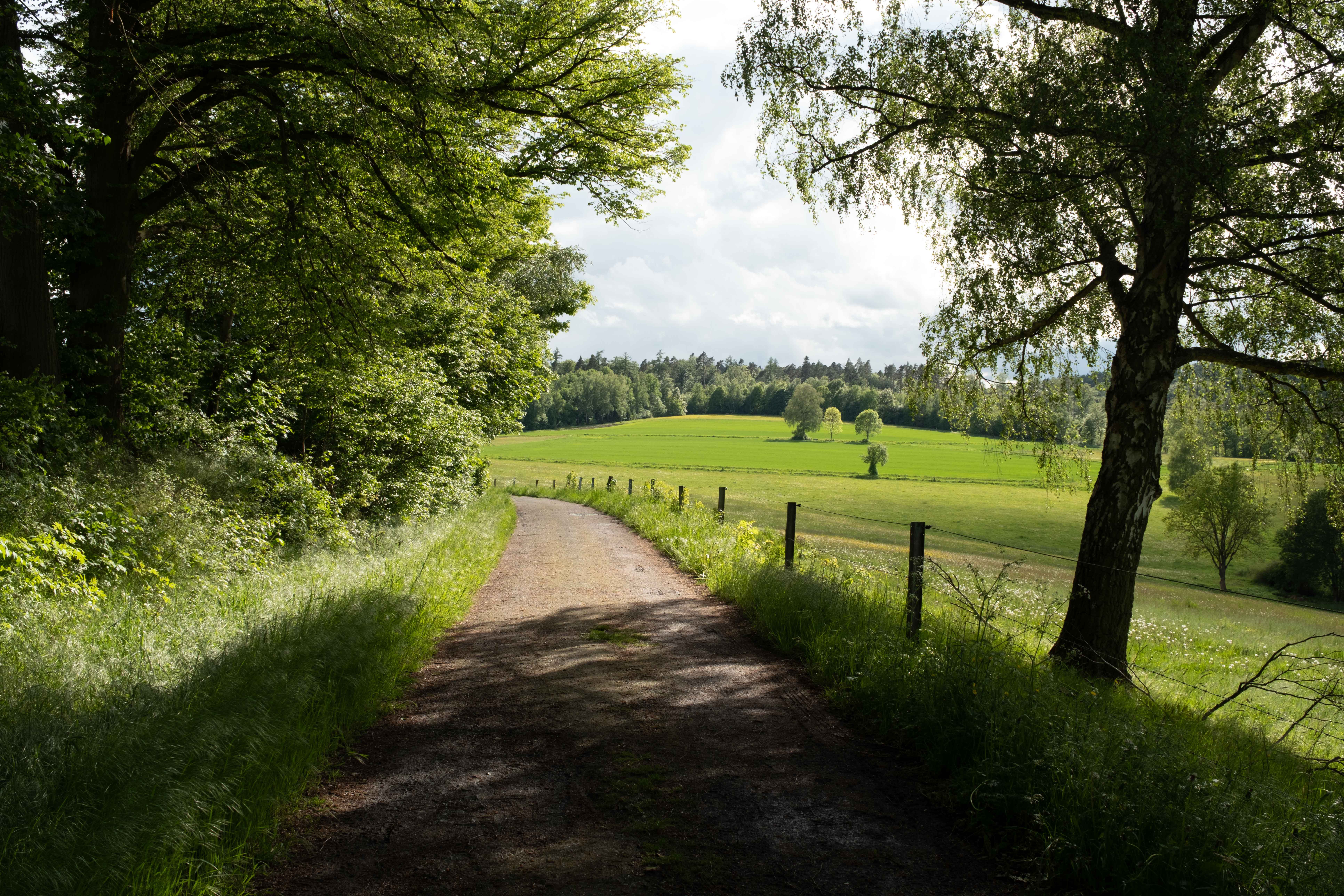 Serene Country Path Through Lush Green Meadow · Free Stock Photo