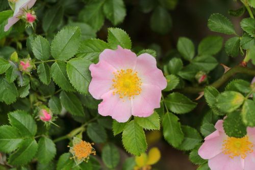 Free Close-up of a wild rose flower with pink petals and green leaves, showcasing natural beauty and detail. Stock Photo