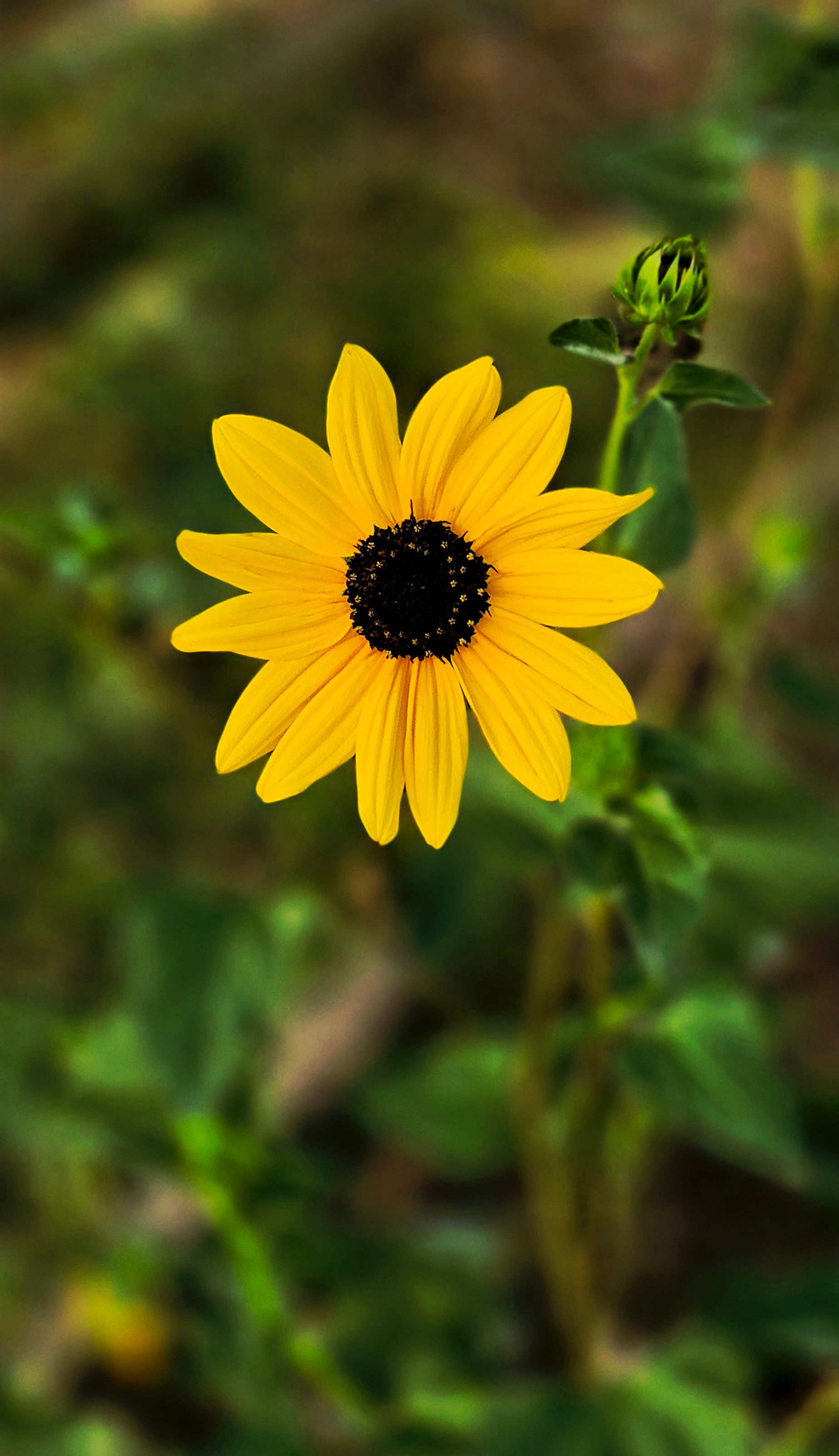 A close-up view of a vibrant yellow sunflower against a blurred natural background.
