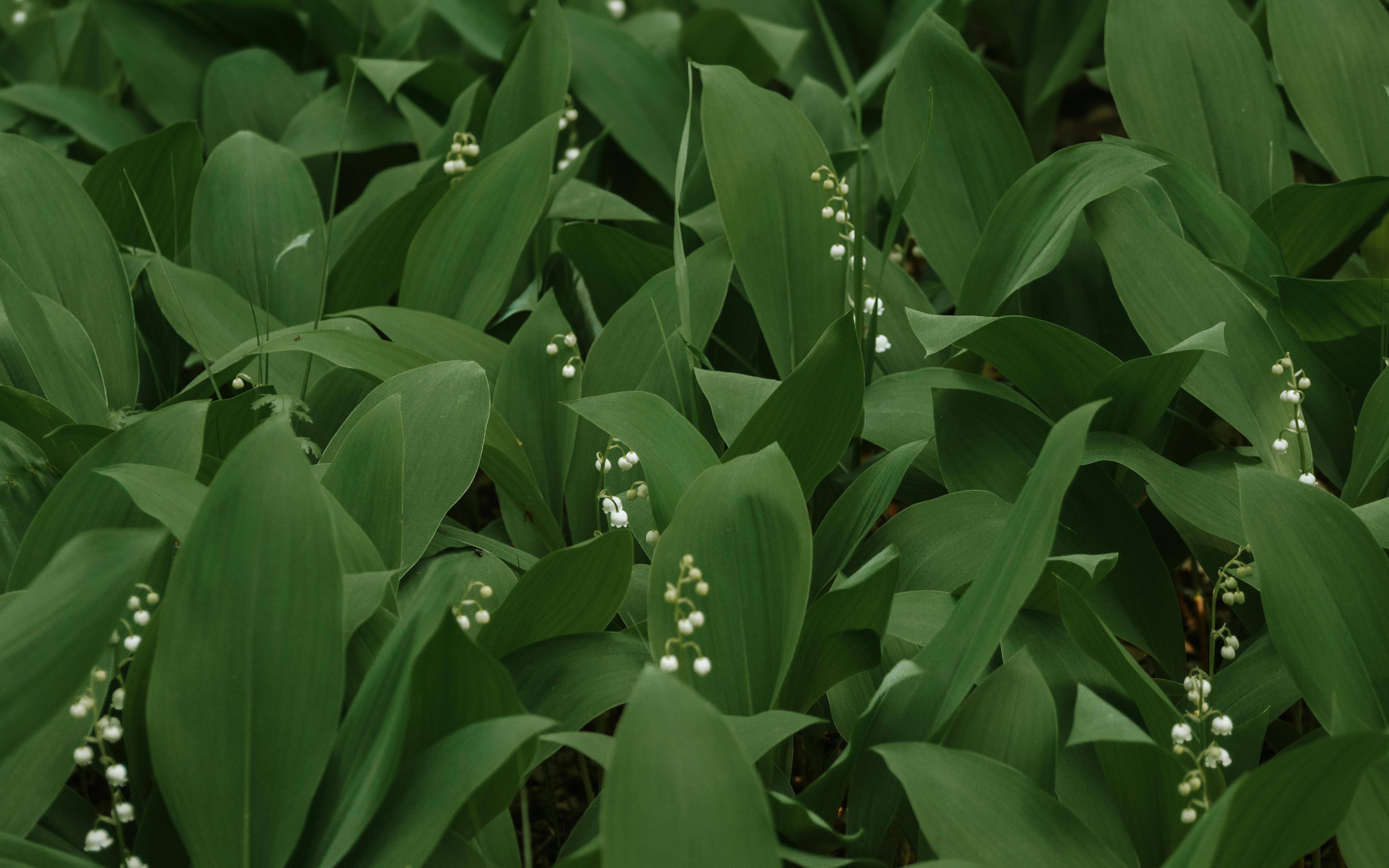 Close-up of lush green leaves and delicate white lily of the valley flowers in Saratov, Russia.
