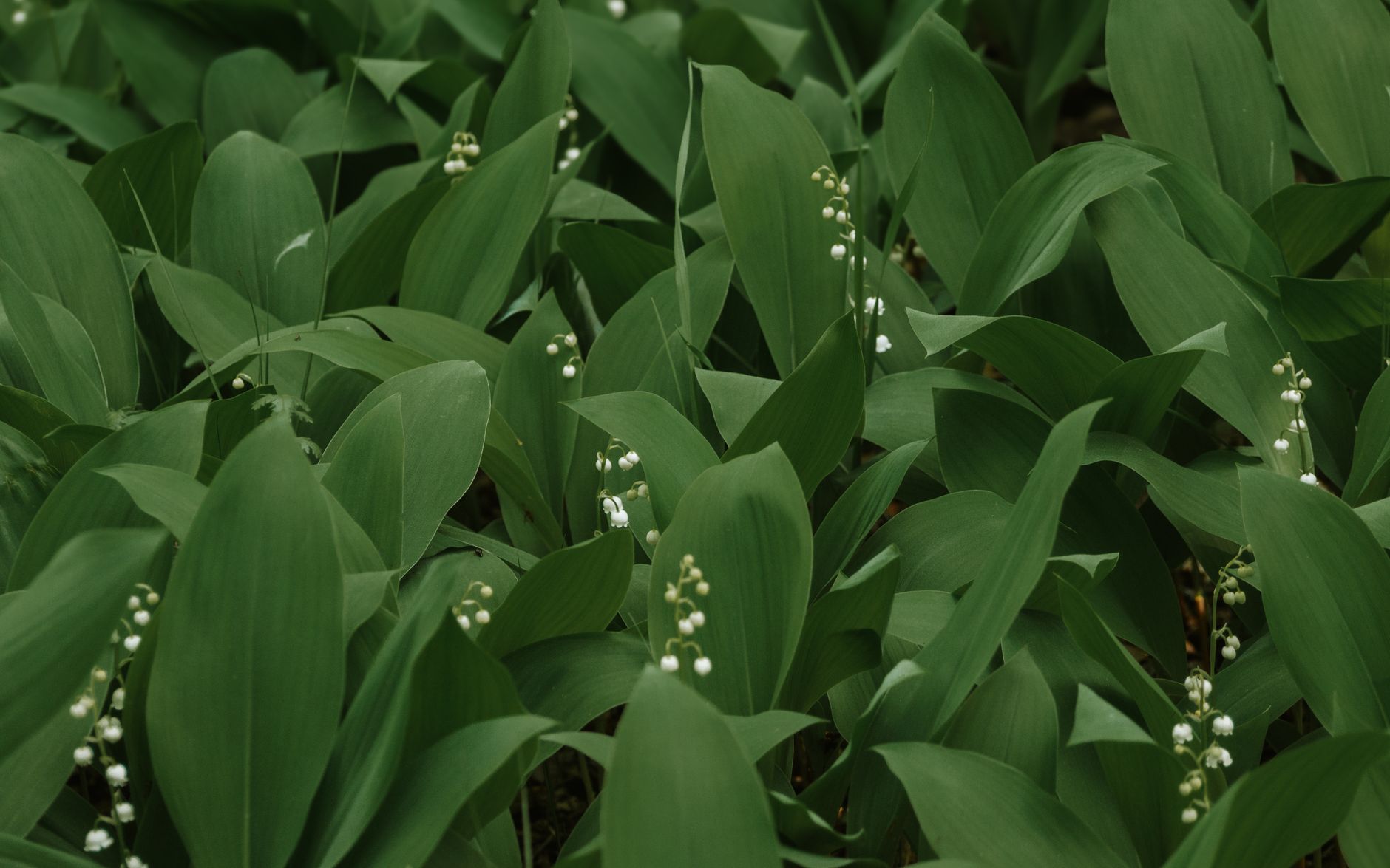 Close-up of lush green leaves and delicate white lily of the valley flowers in Saratov, Russia.