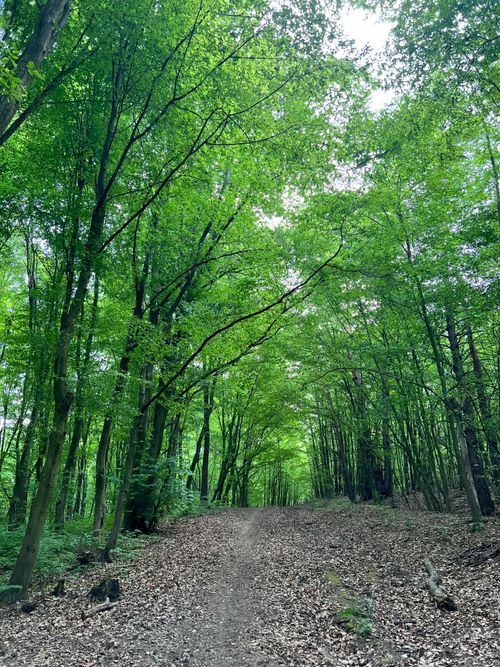 Free Explore the lush green tranquility of a woodland trail in Nová Dubnica, Slovakia, perfect for a nature walk. Stock Photo