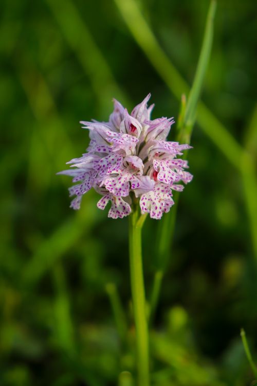Free Detailed image of a blooming wild orchid with pink petals and green background. Stock Photo