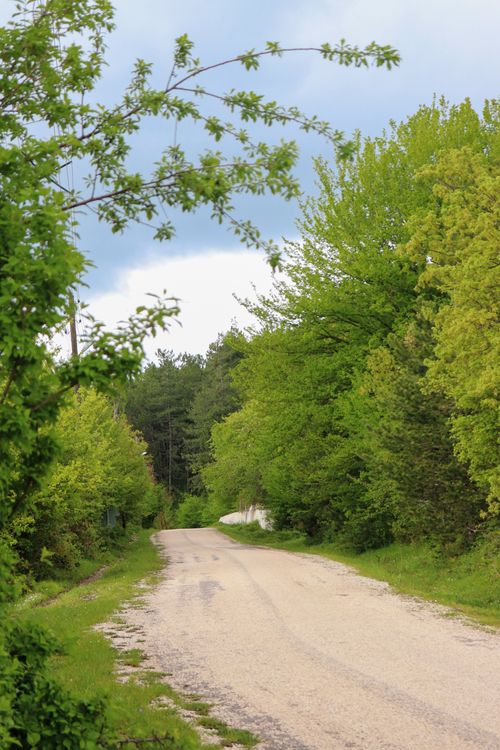 Free Serene rural road surrounded by lush green trees on a clear spring day, perfect for nature lovers. Stock Photo