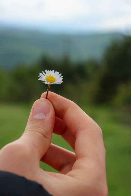 Free A hand holding a small white daisy flower in a natural outdoor setting with blurred background. Stock Photo
