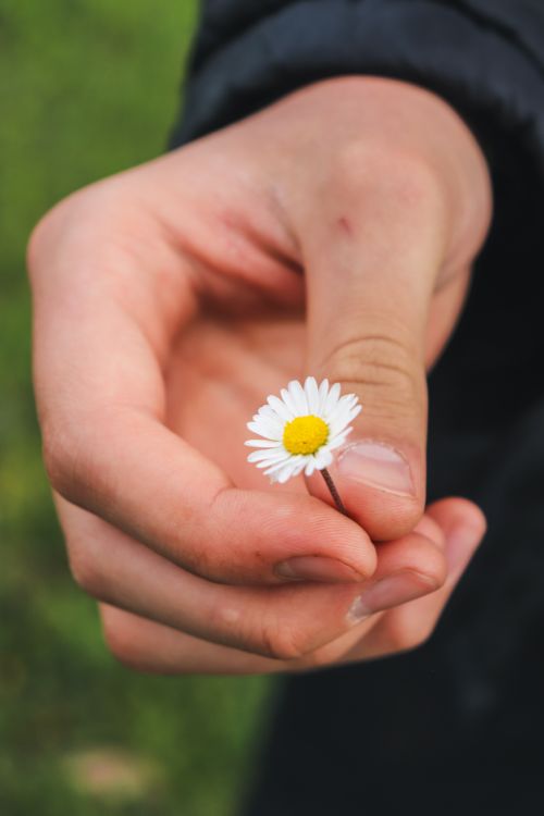 Free A human hand gently holding a small daisy flower outdoors. Stock Photo