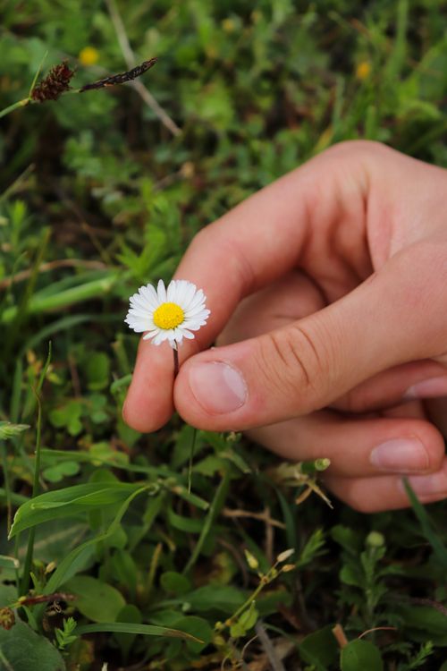 Free Close-up of a hand gently holding a daisy flower in a lush green meadow. Stock Photo