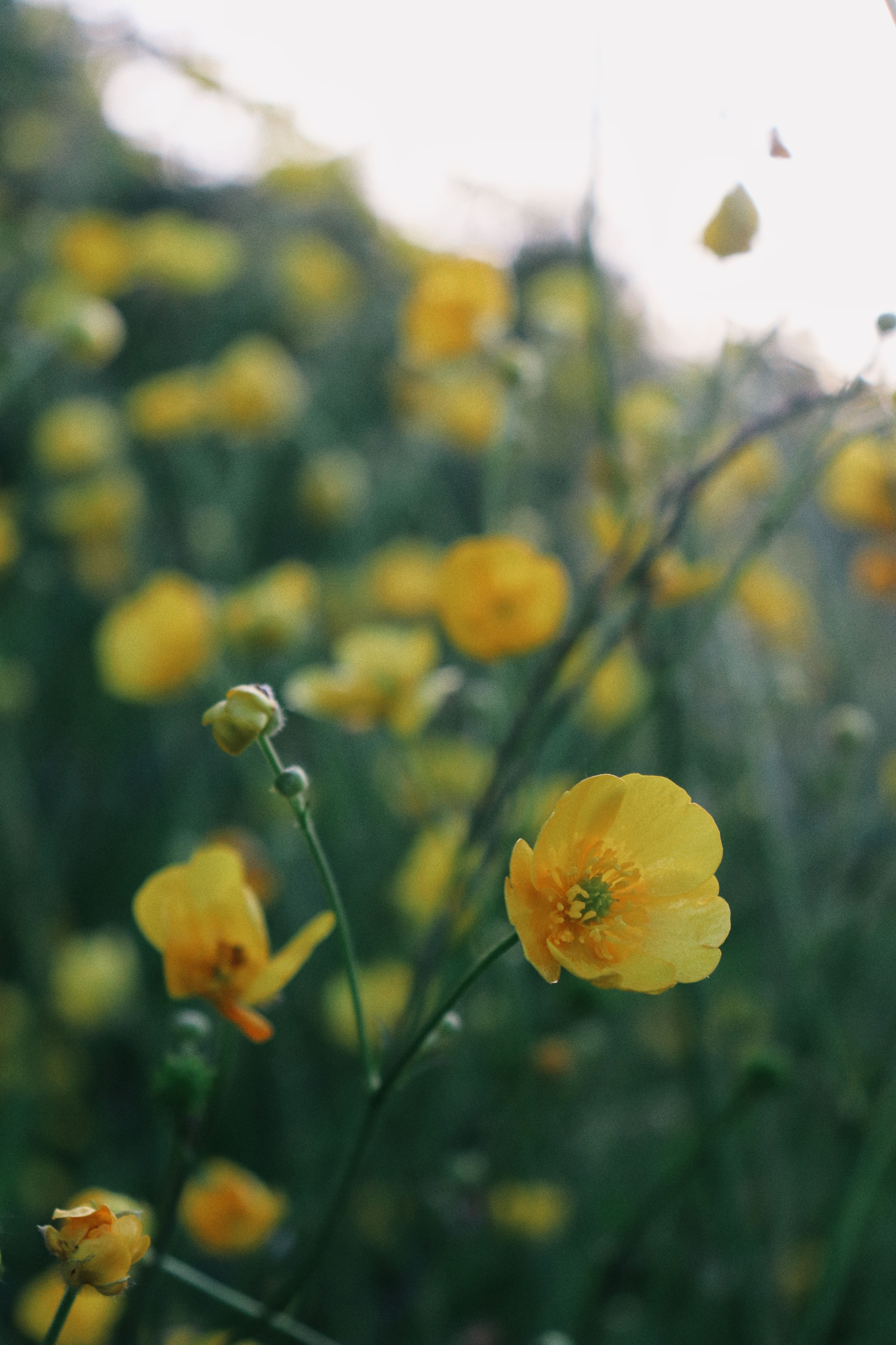 Close-up of vibrant yellow buttercups blooming in a lush field in Milton Keynes.