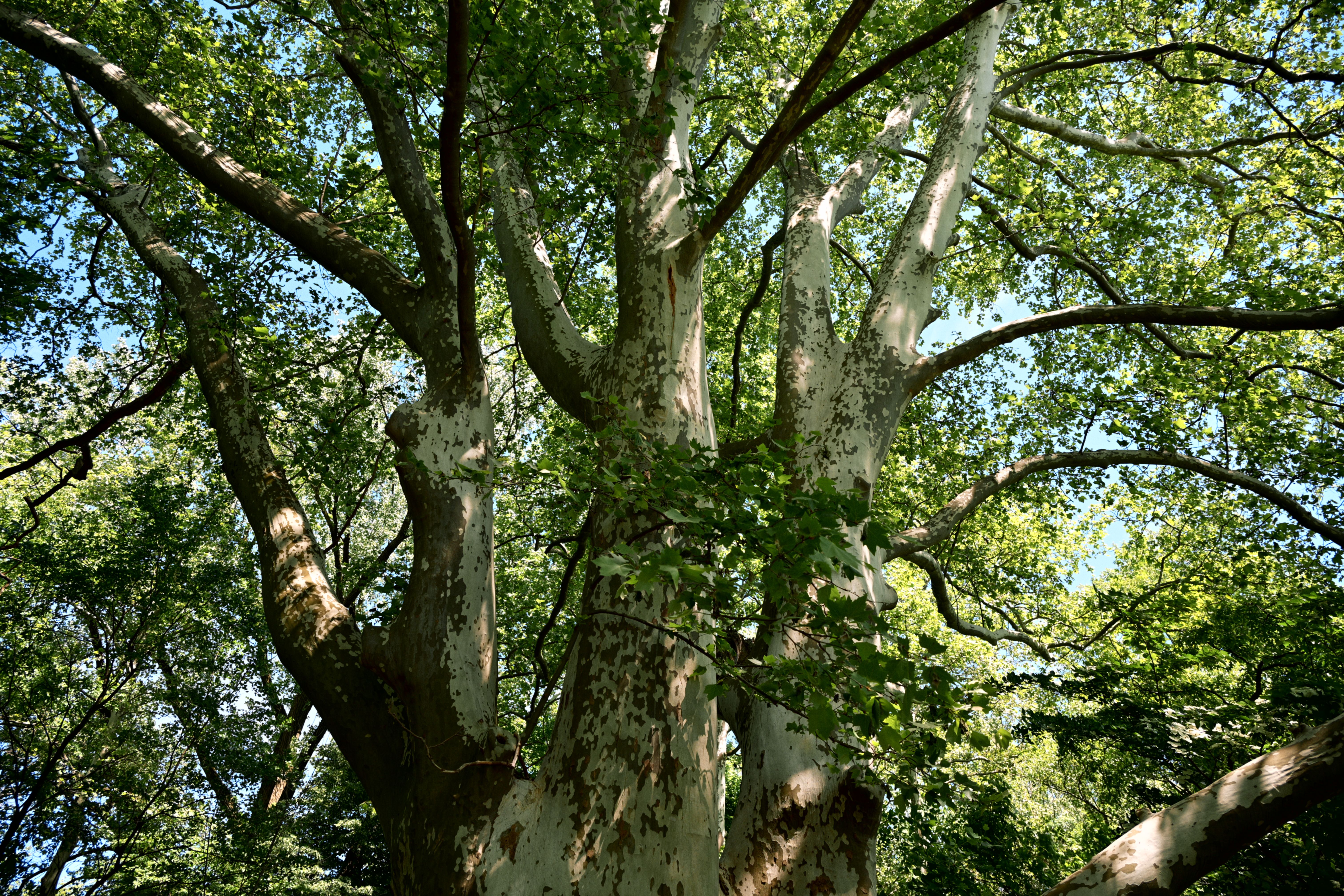 Zacchaeus