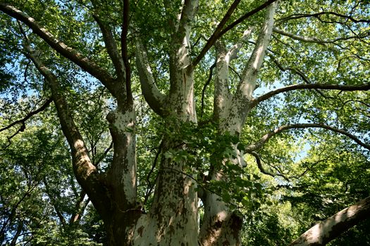 Zacchaeus