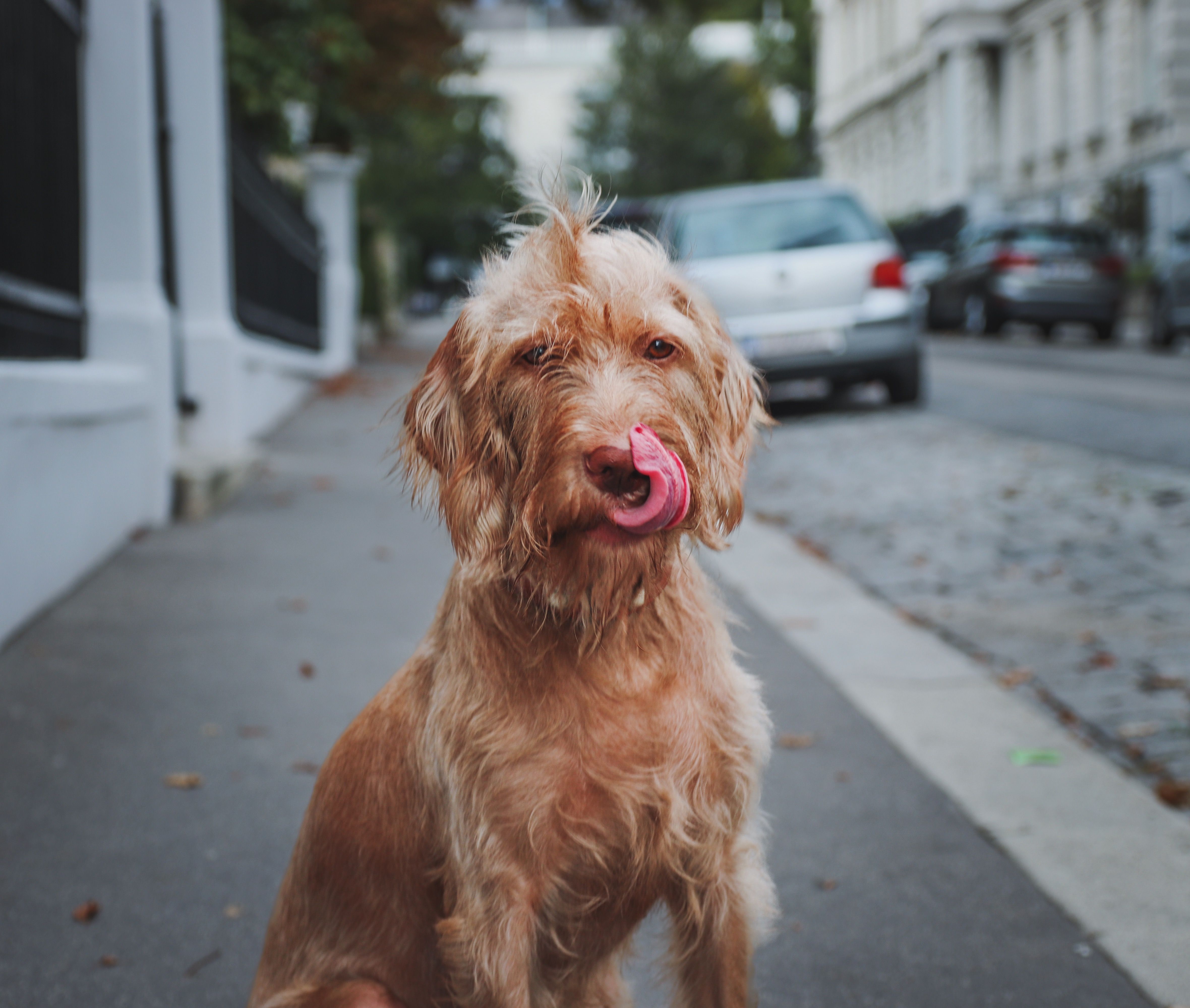 Why Do Dogs Lick Sweaty Skin After A Walk?