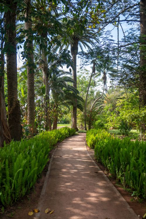 Free A tranquil path lined with palm trees and greenery in a tropical garden setting. Stock Photo