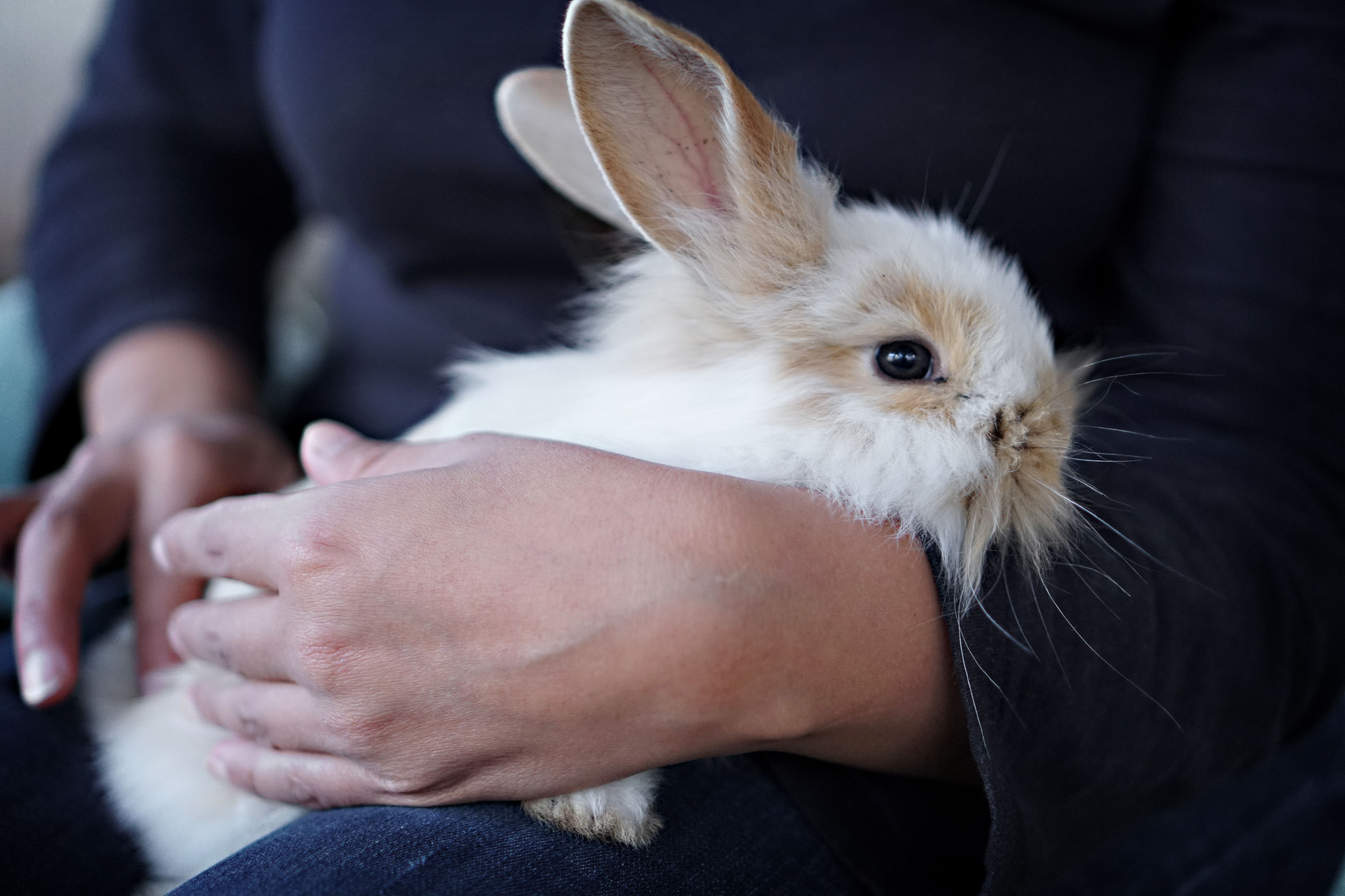 A woman gently cradles a fluffy rabbit indoors, capturing a warm and cozy moment.
