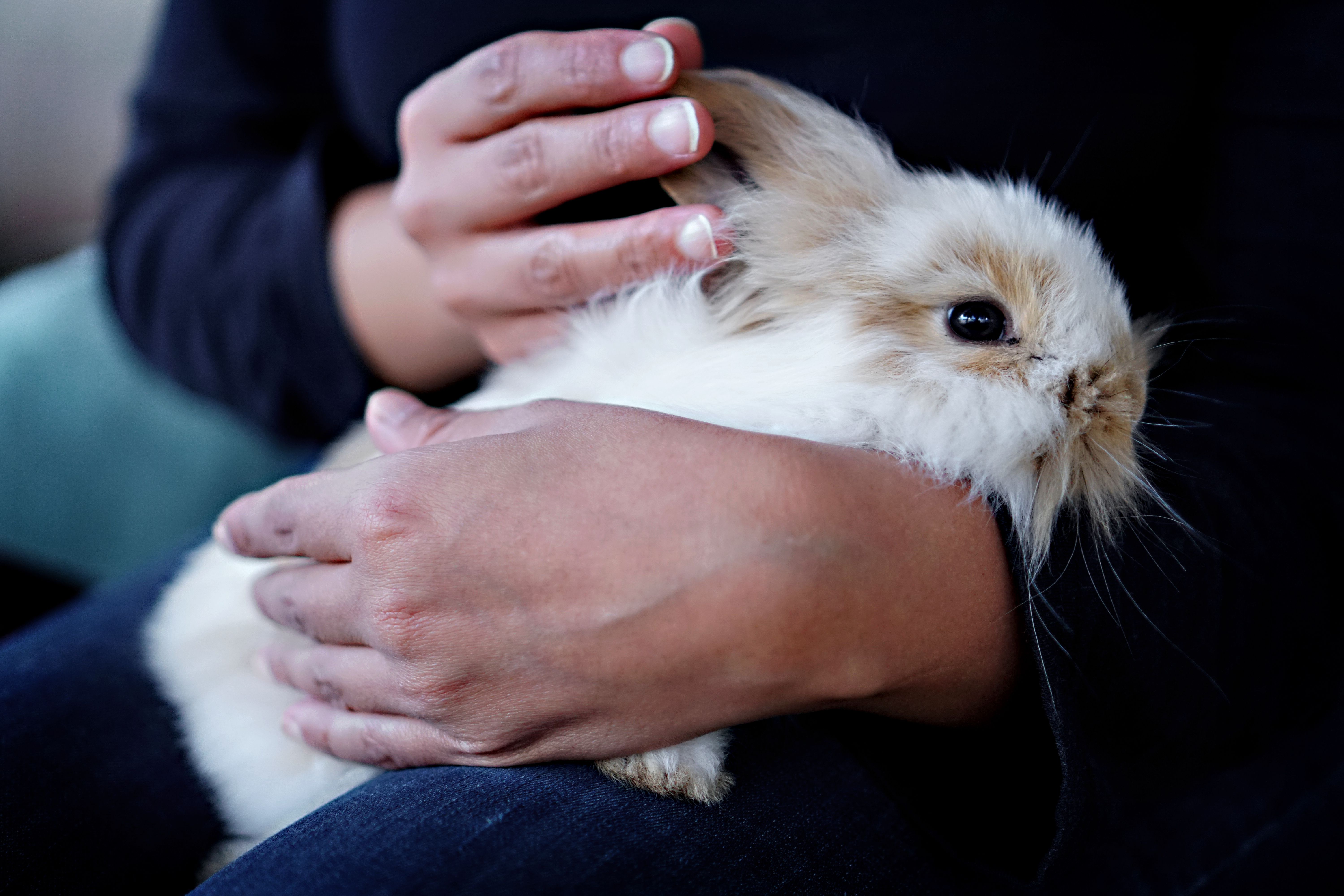 Rabbit Cuddles