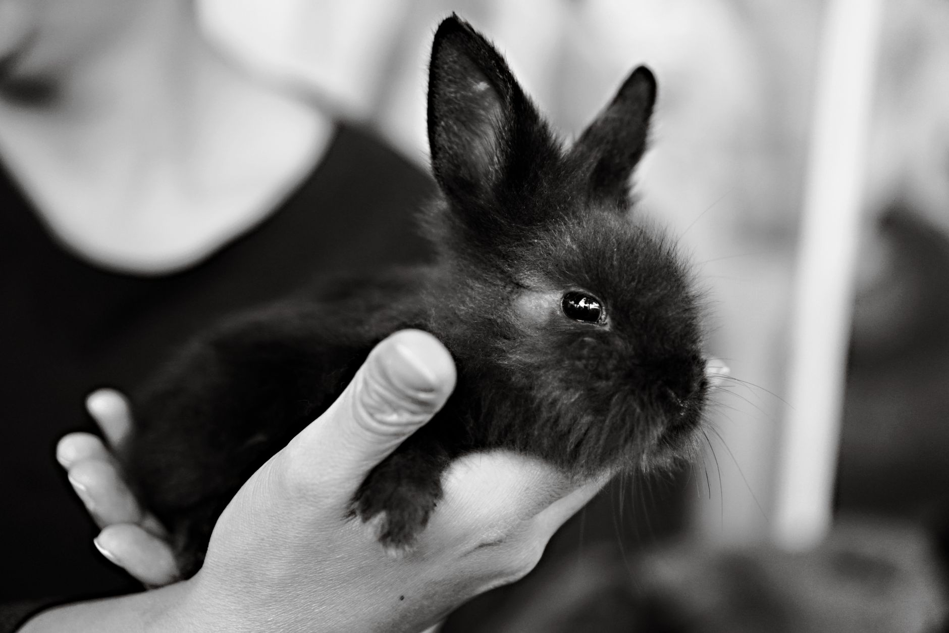 person gently holding a fluffy rabbit paw