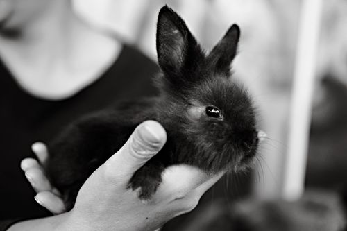Free Close-up of a cute black bunny being gently held in human hands, emphasizing tenderness and care. Stock Photo